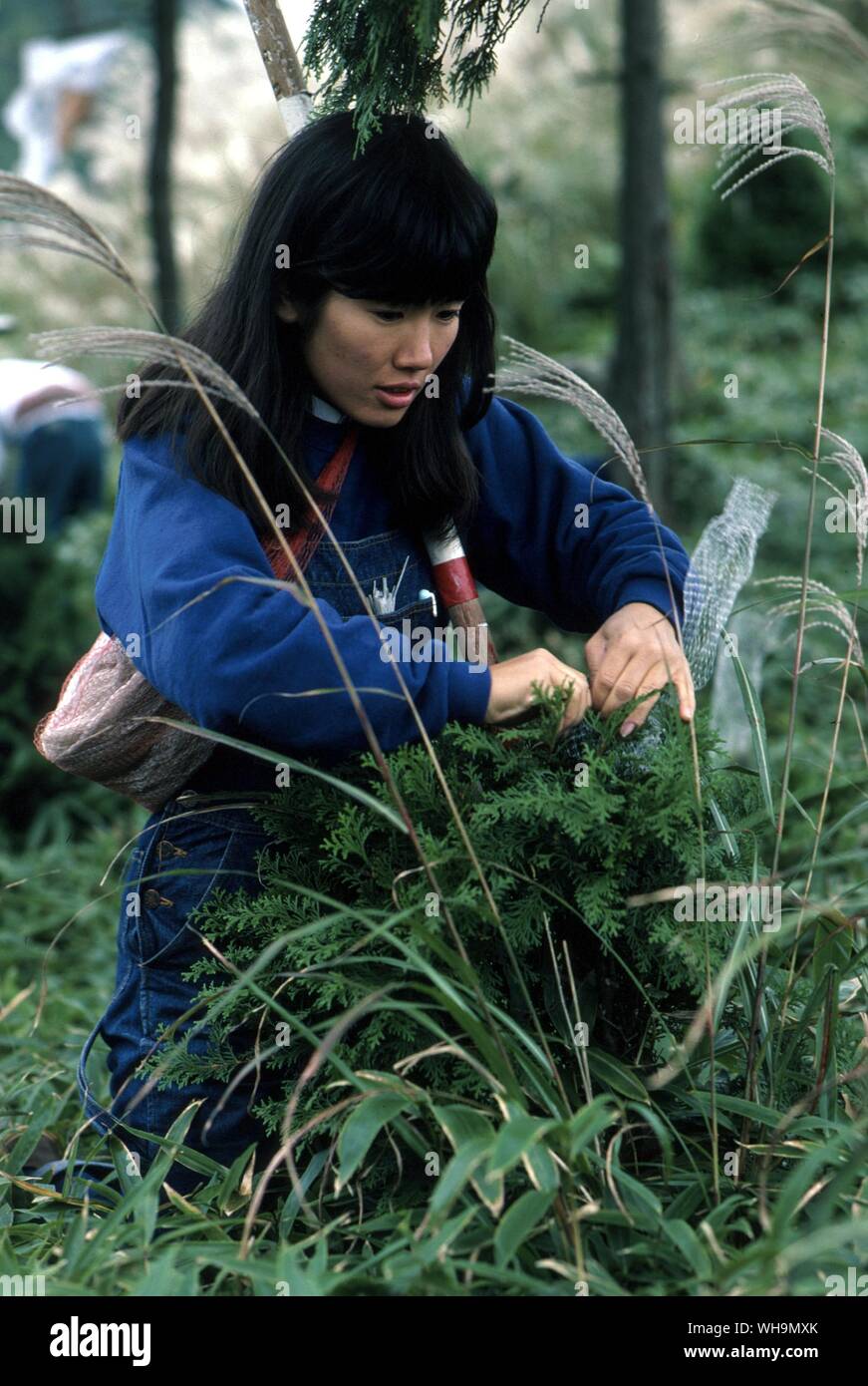 Conservation protecting cypress plant from the Serow Bird  Japan Stock Photo