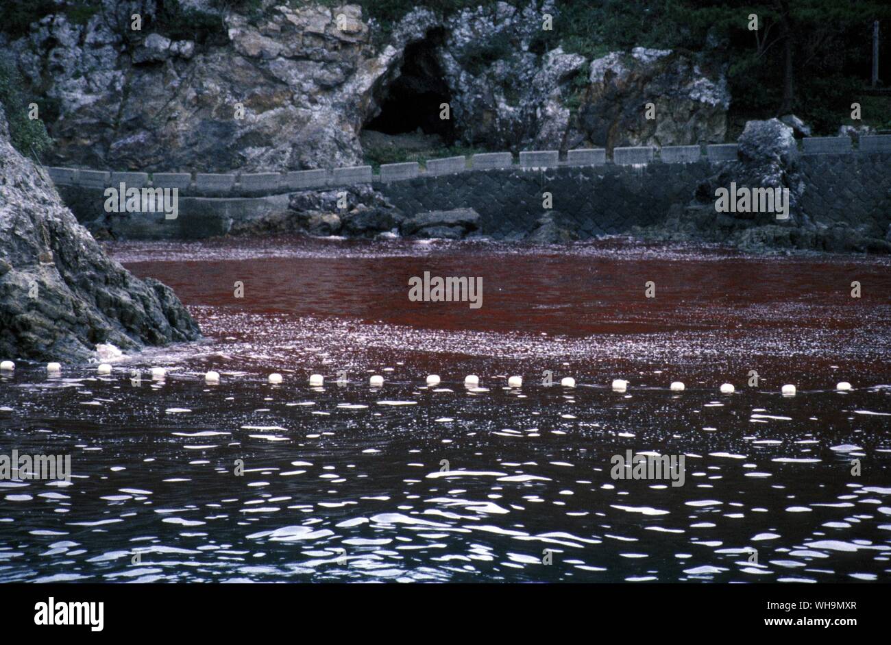 Dolphin  Industry in Japan Stock Photo