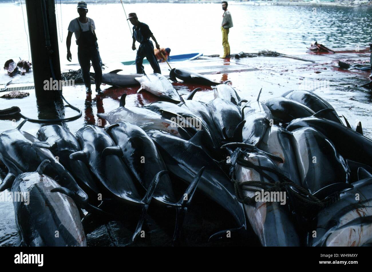 Dolphin  Industry in Japan Stock Photo