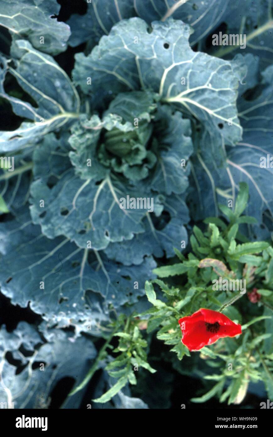 Cabbage Stock Photo