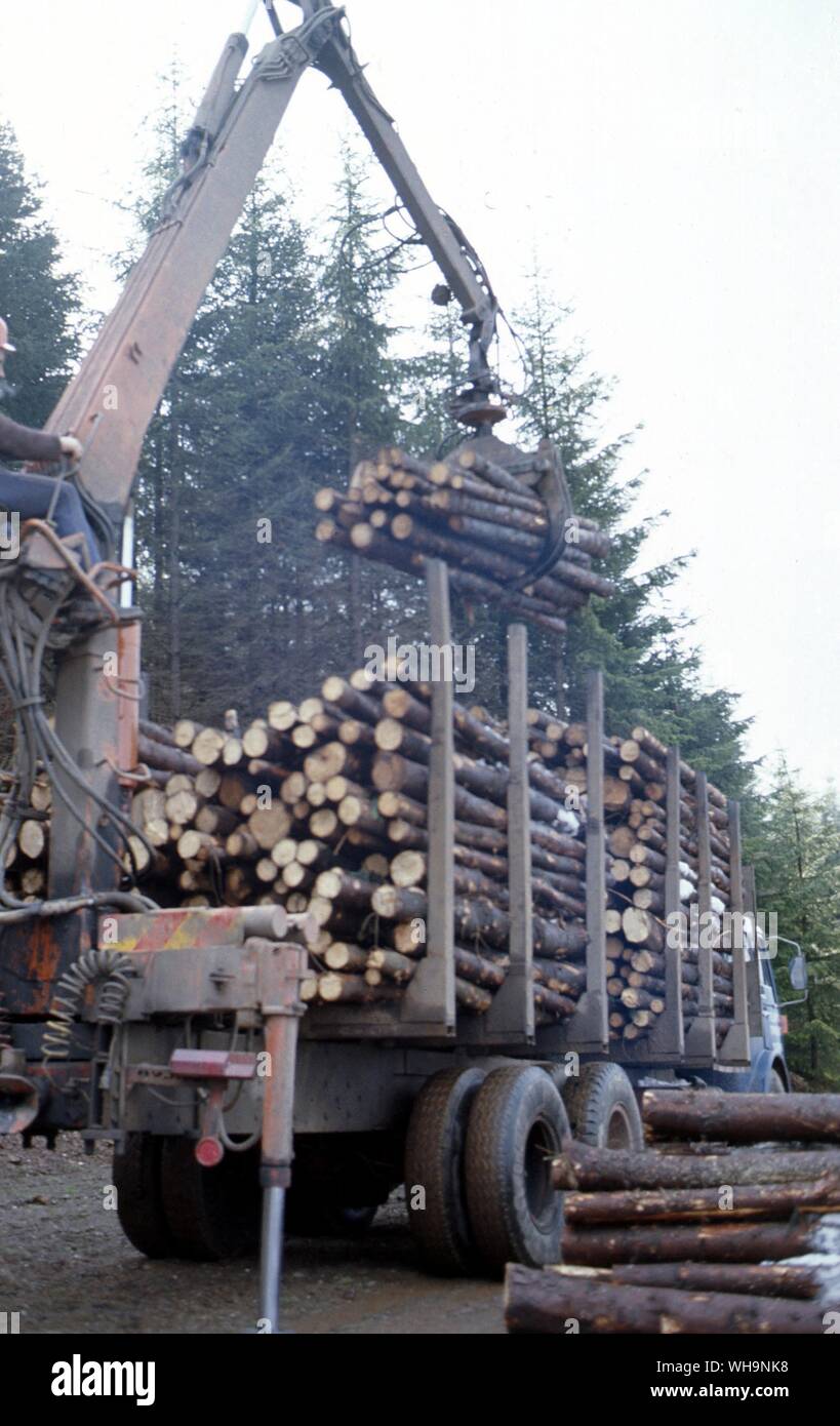 Scotland Forestry Stock Photo