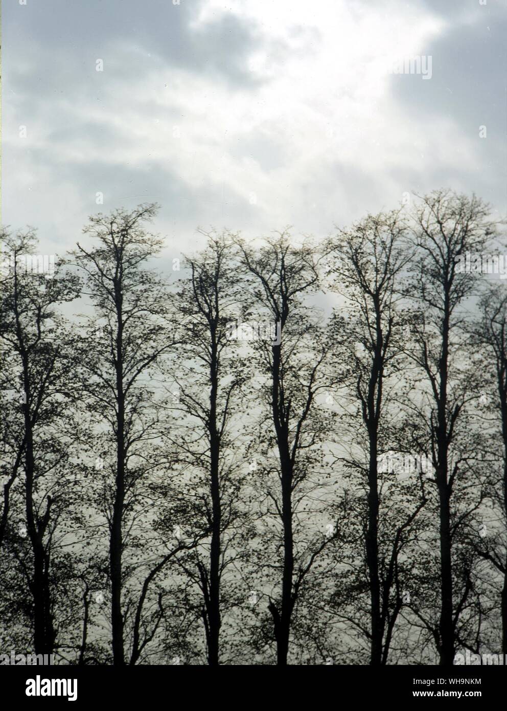 Historical trees hi-res stock photography and images - Alamy