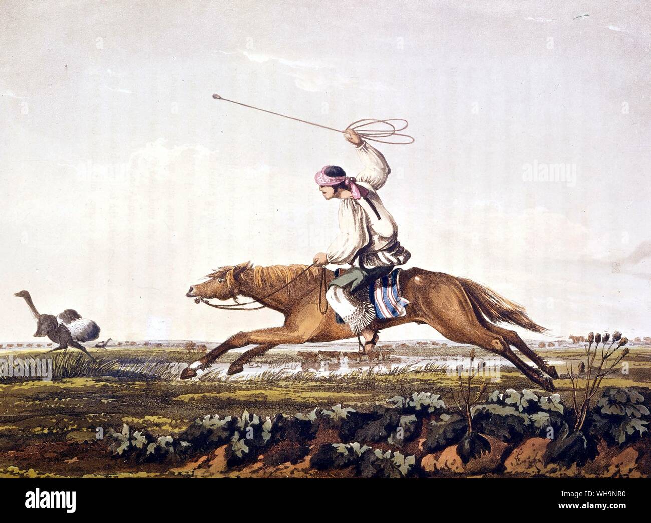 Hunting Ostriches 1820 Stock Photo