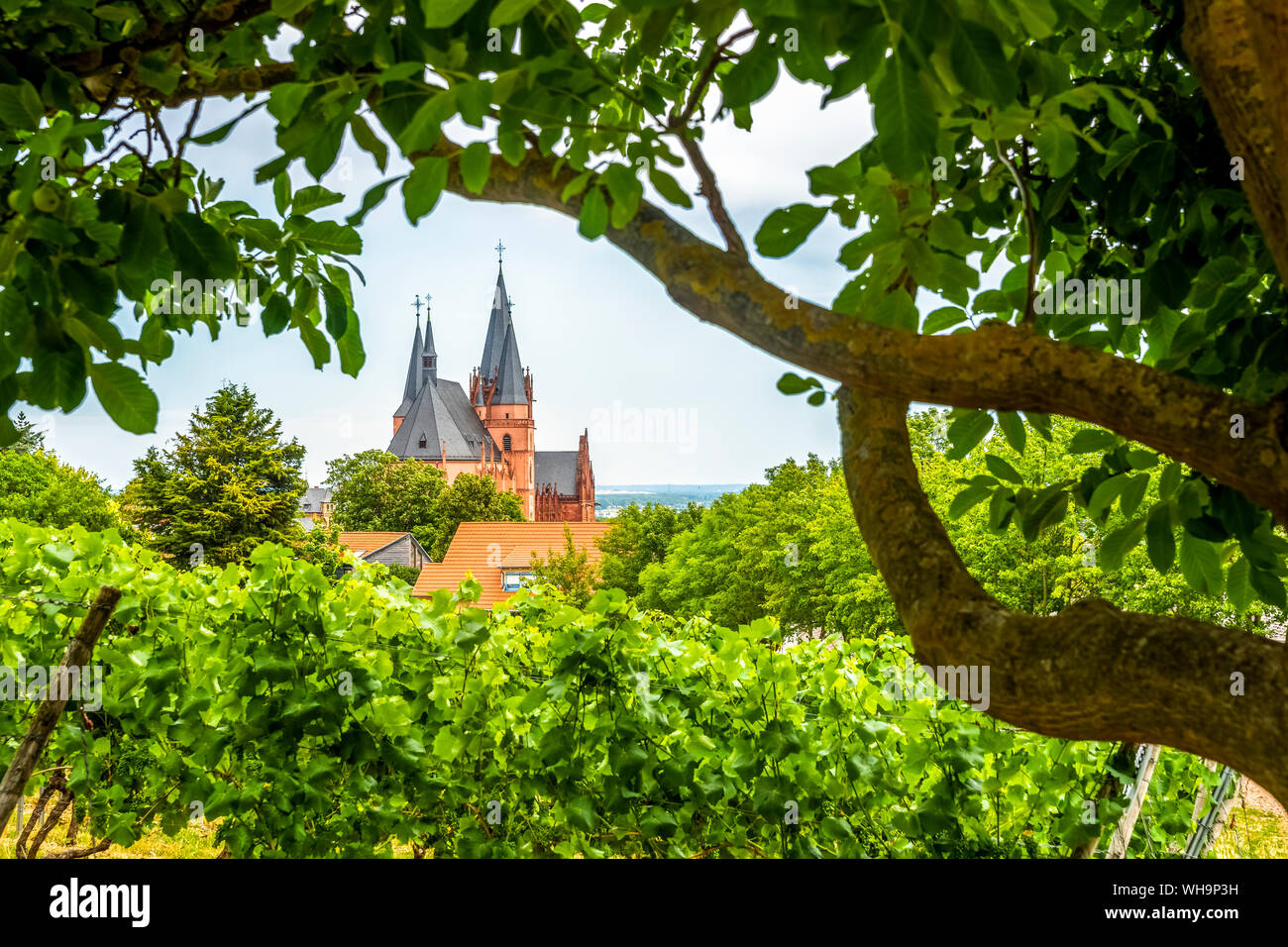 St. Catherine's church and vineyards, Oppenheim, Germany Stock Photo