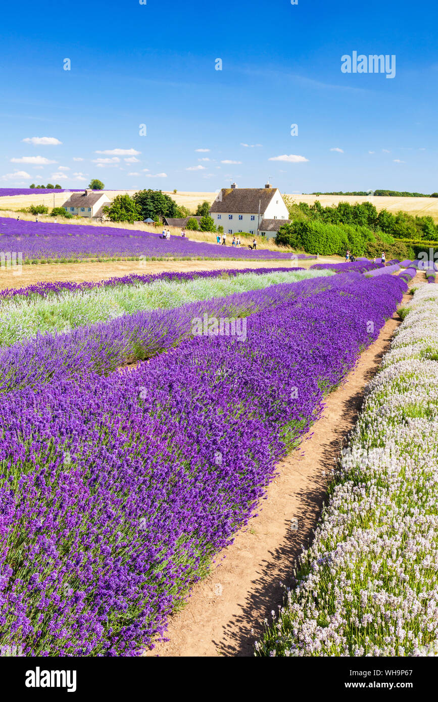 Rows of lavender in a lavender field at Cotswold Lavender, Snowshill, Broadway, the Cotswolds, Gloucestershire, England, United Kingdom, Europe Stock Photo