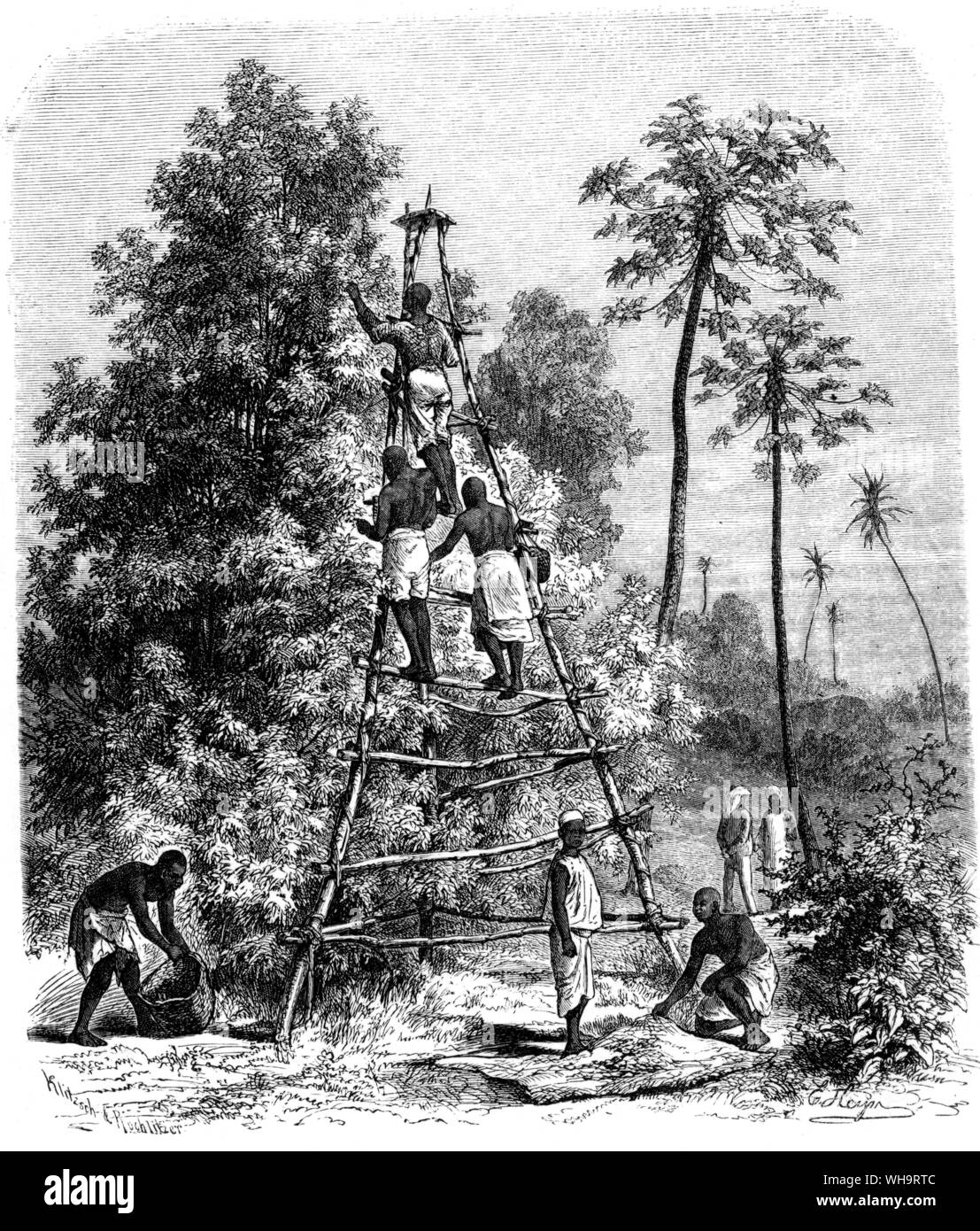 Clove harvest, Africa. 1860-65. Stock Photo