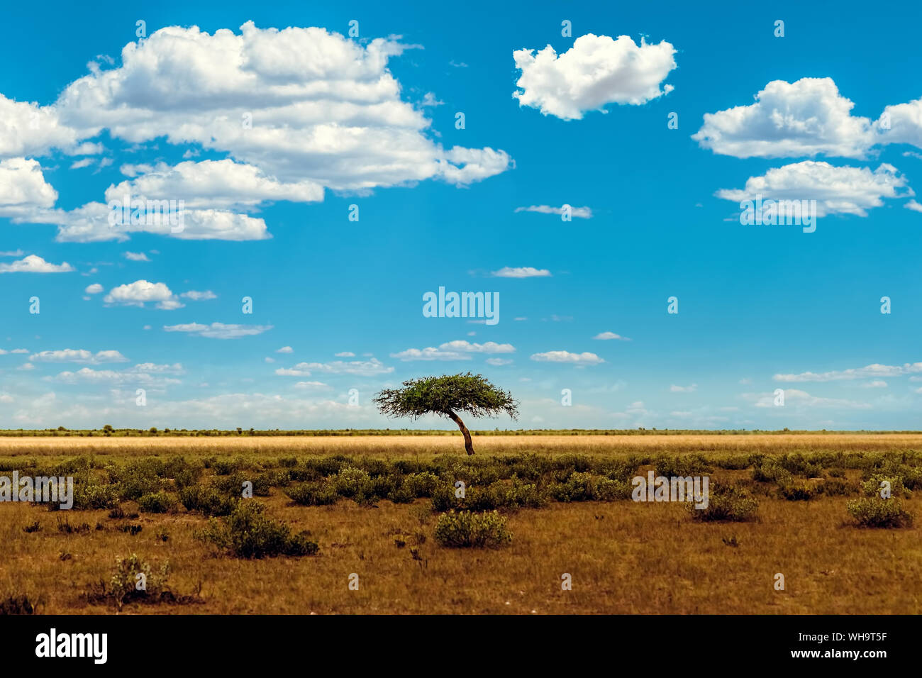Shrub Savannah High Resolution Stock Photography and Images - Alamy