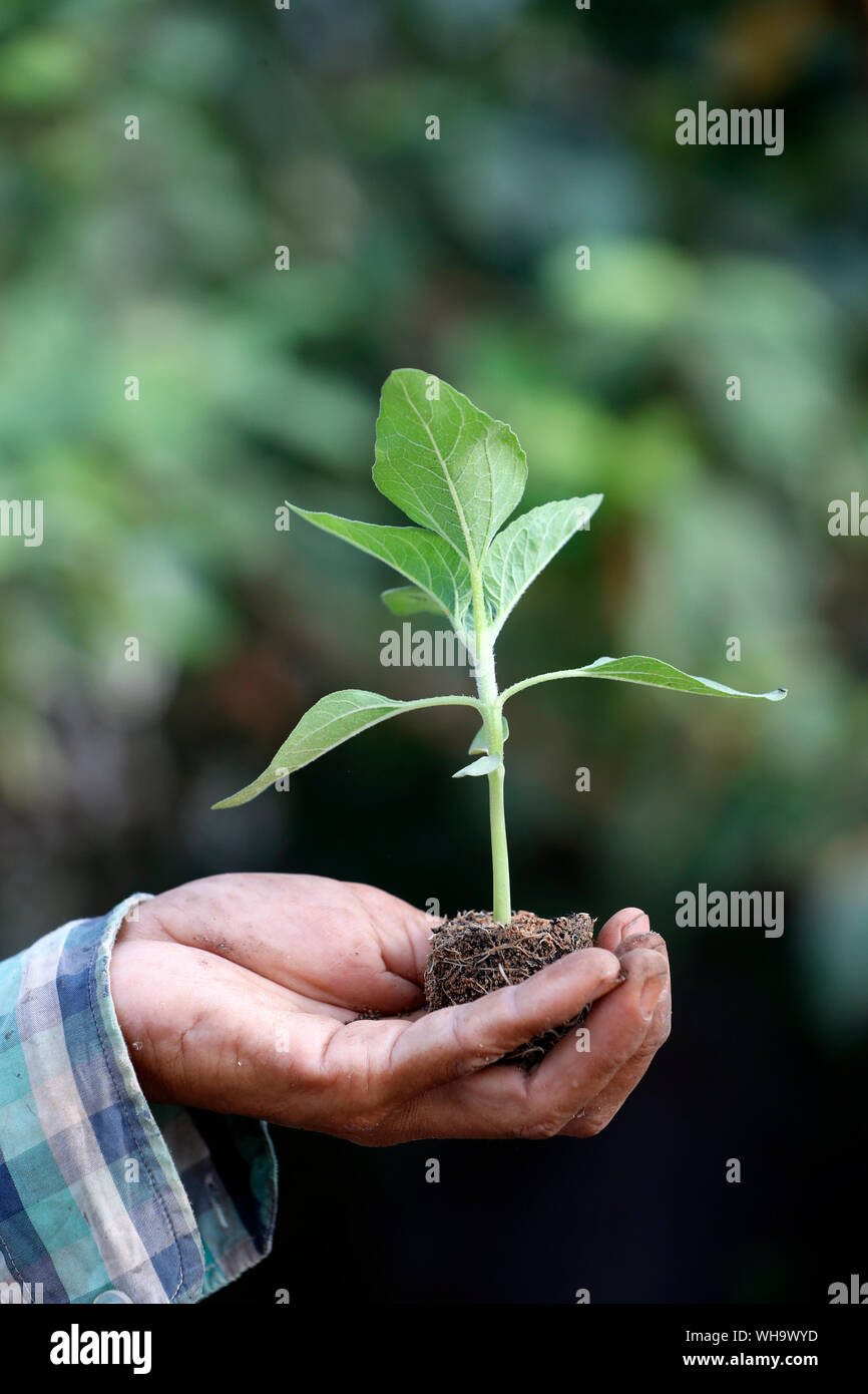 Close-up of farmer's hand holding seedling, Ba Ria, Vietnam, Indochina, Southeast Asia, Asia Stock Photo