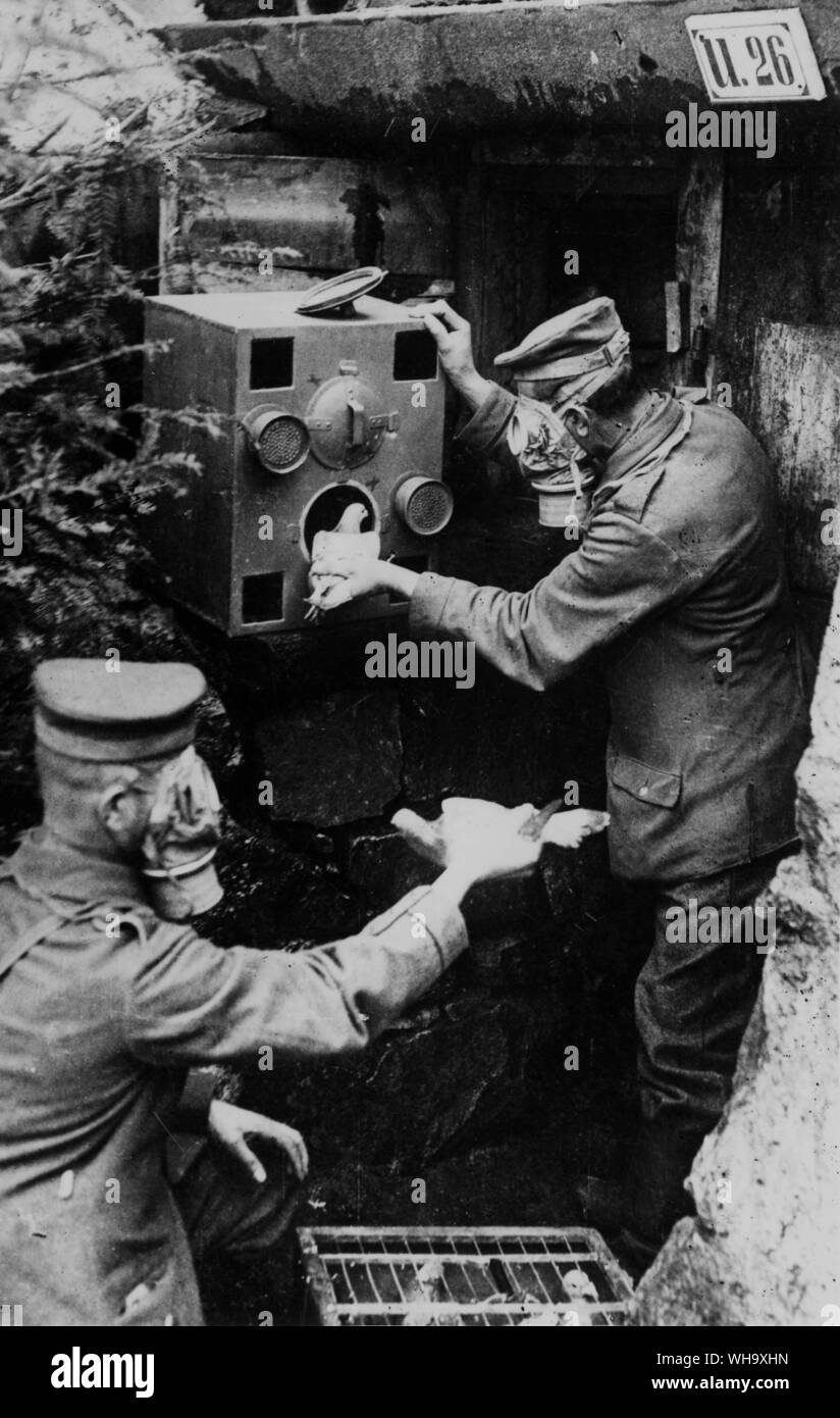 WW1: Carrier pigeons being put in a gas chamber by soldiers. (Presumably gas proof chamber). Stock Photo