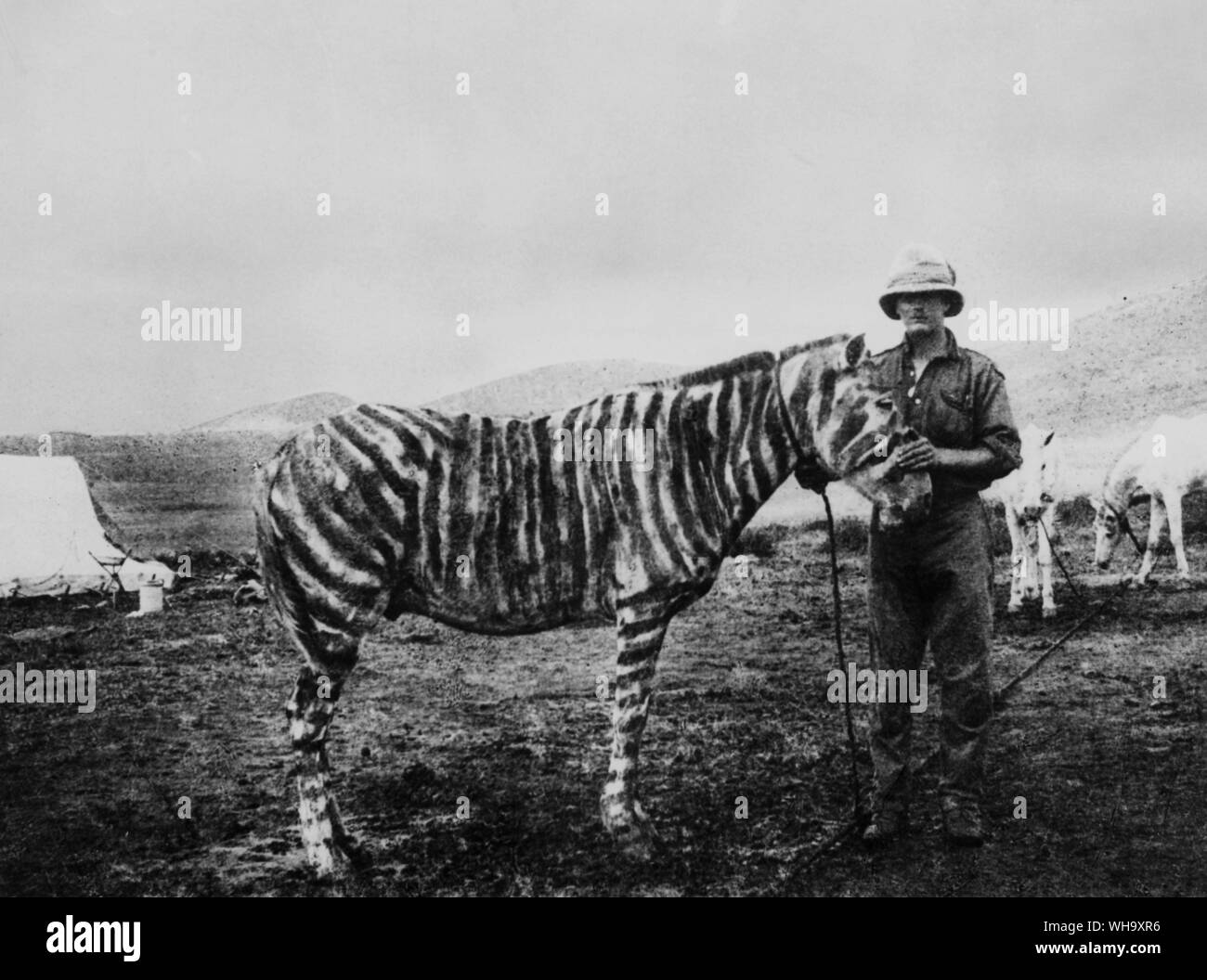WW1: Pony camouflaged as a zebra. This served the double purpose of toning down the colouring and making an excellent disguise, enabling a Scout's pony to be tethered in the open in the many districts where zebra were common. Stock Photo
