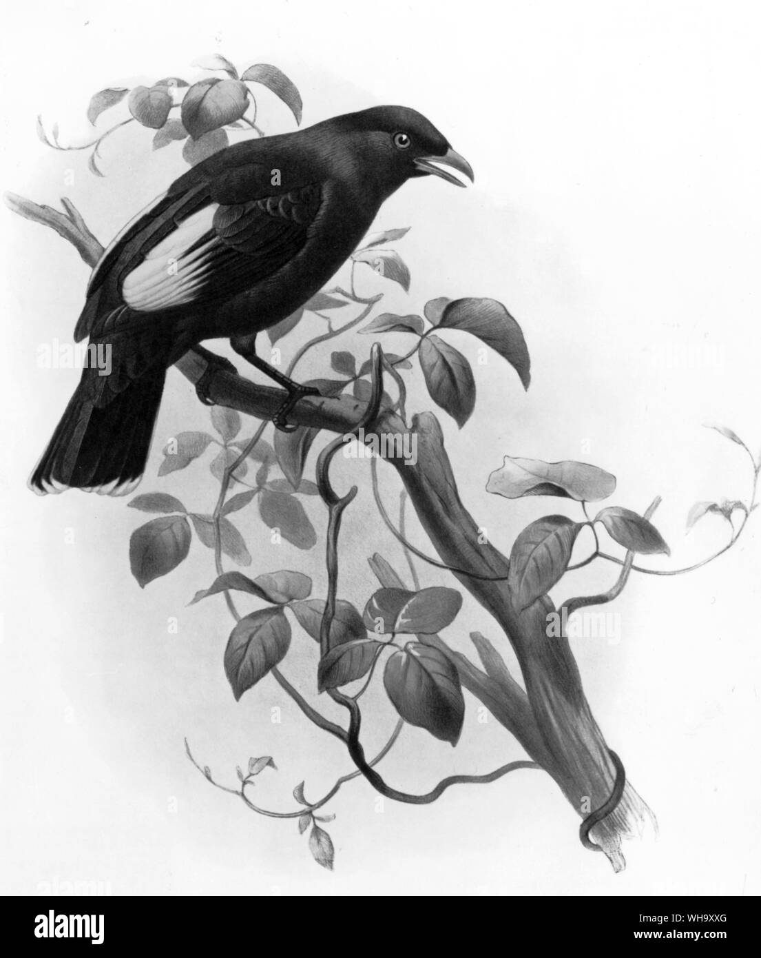 An enigmatic bowerbird (family Ptilonorthynchidae), Ptilonorhynchus rawnsleyi. Hand-coloured lithograph by Joseph Wolf and Joseph Smit from D.G. Elliot's Monograph of the Paradiseidae (London, 1873). Stock Photo