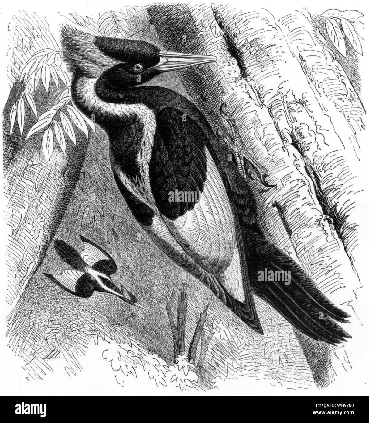 Ivory-billed Woodpeckers (Campephilus pribcpalis). This species, known from Cuba and the souther states of North America, is gravely endangered and will probably be extinct by the end of the century. Stock Photo