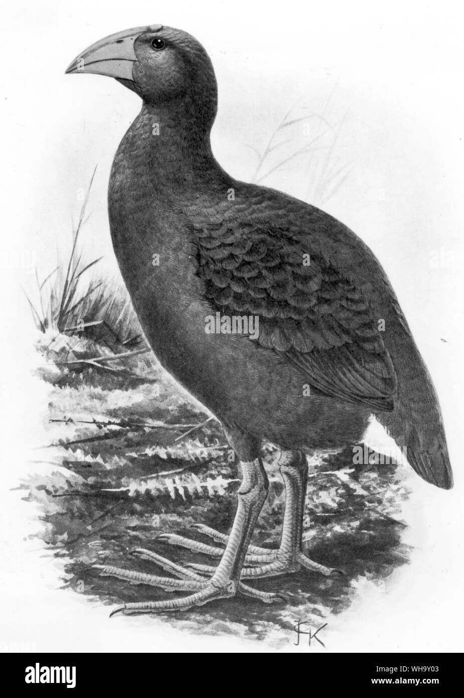 A reconstruction of a hypothetical species from Reunion, Apterornis coerulescens. Chromolithigraph after a painting by J.G. Keulemans from W. Rothschild's Extinct Birds (London, 1907), Pl.32. Courtesy of The Hon. Miriam Rothschild. Stock Photo