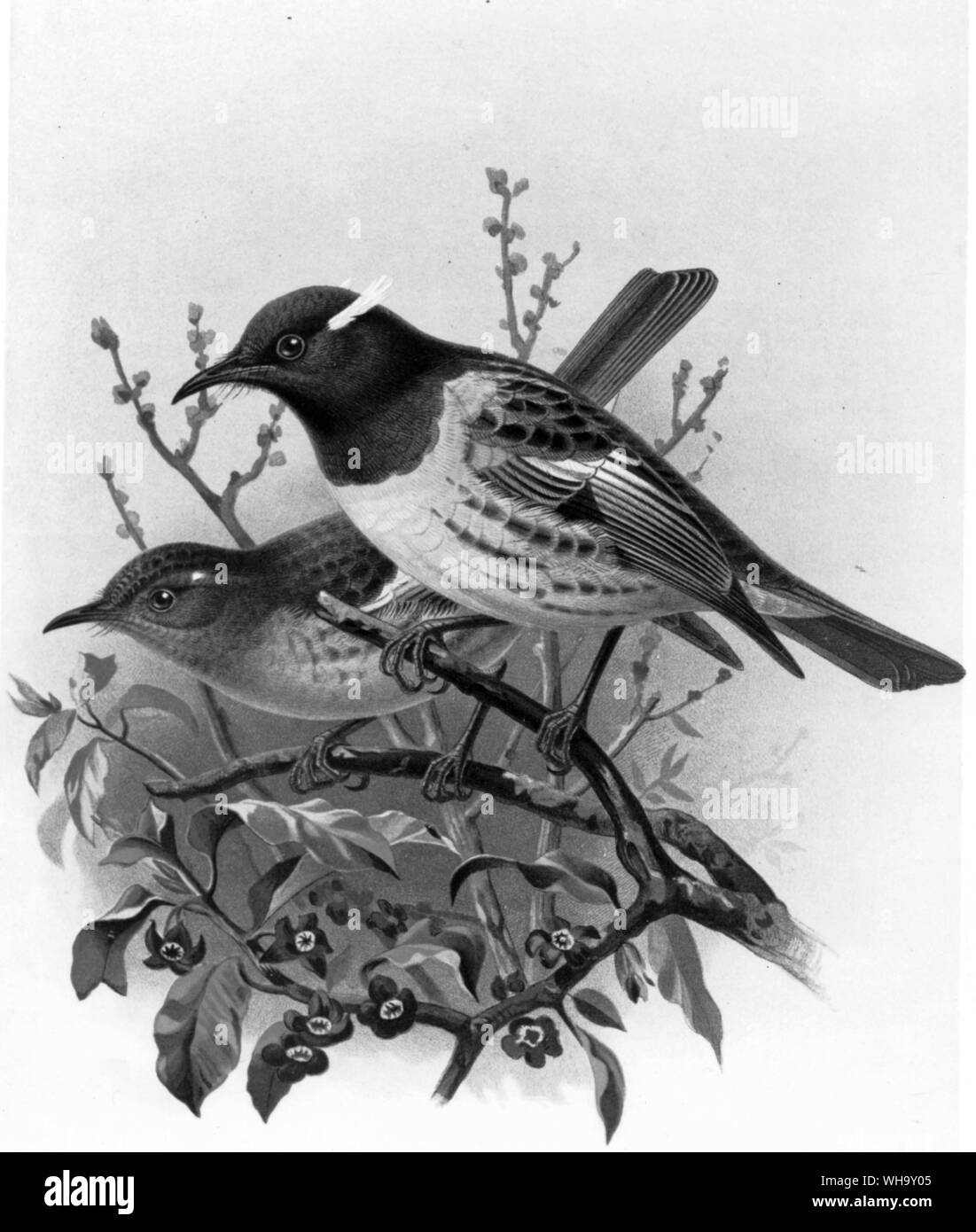 Stitchbirds (Notiomystis cincta), male (front) and female (behind). This species has become extinct on the New Zealand mainland but a small population still survives on Little Barrier Island. Chromolithograph after a painting by J.G. Keulemans from W.I. Buller's History of the Birds of New Zealand, Vol. 1 (London, 1887-8), Pl.11. Stock Photo