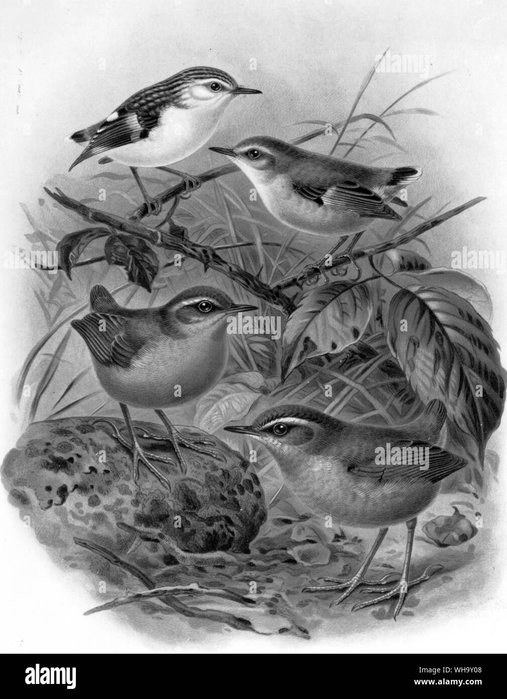 The three living species of New Zealand Wren, he sole sruviving representatives of the family Acanthisittidae. Photo shows (top) Rifleman (Acanthisittidae chloris), male and female, (middle) Roek Wren (Xenicus gilviventris), (bottom) Buch Wren (Xenicus longipes), Chromolithograph after a painting by J.G. Keulemans from W.I. Butler's History of the Birds of New Zealand. Stock Photo