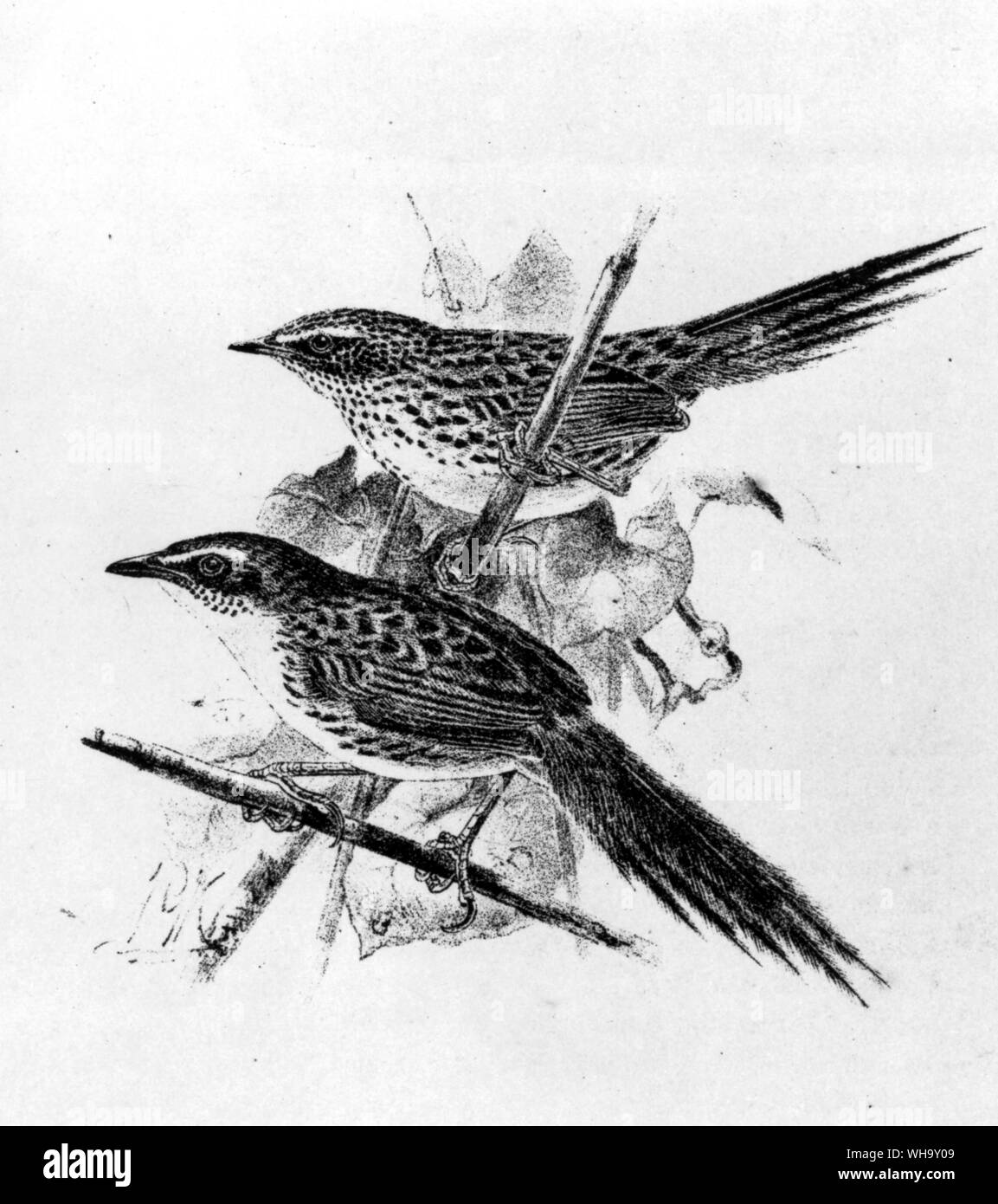 Fernbirds from New Zealand and its offshore islands: Bowdleria punctata punctata (above) and the now-extinct race from Mangere in the Chatham group, B.p. rufescens (below). Engraving after a drawing by J.G. Keulemans from W.I. Buller's Manual of the Birds of New Zealand (Wellington, 1882). Stock Photo