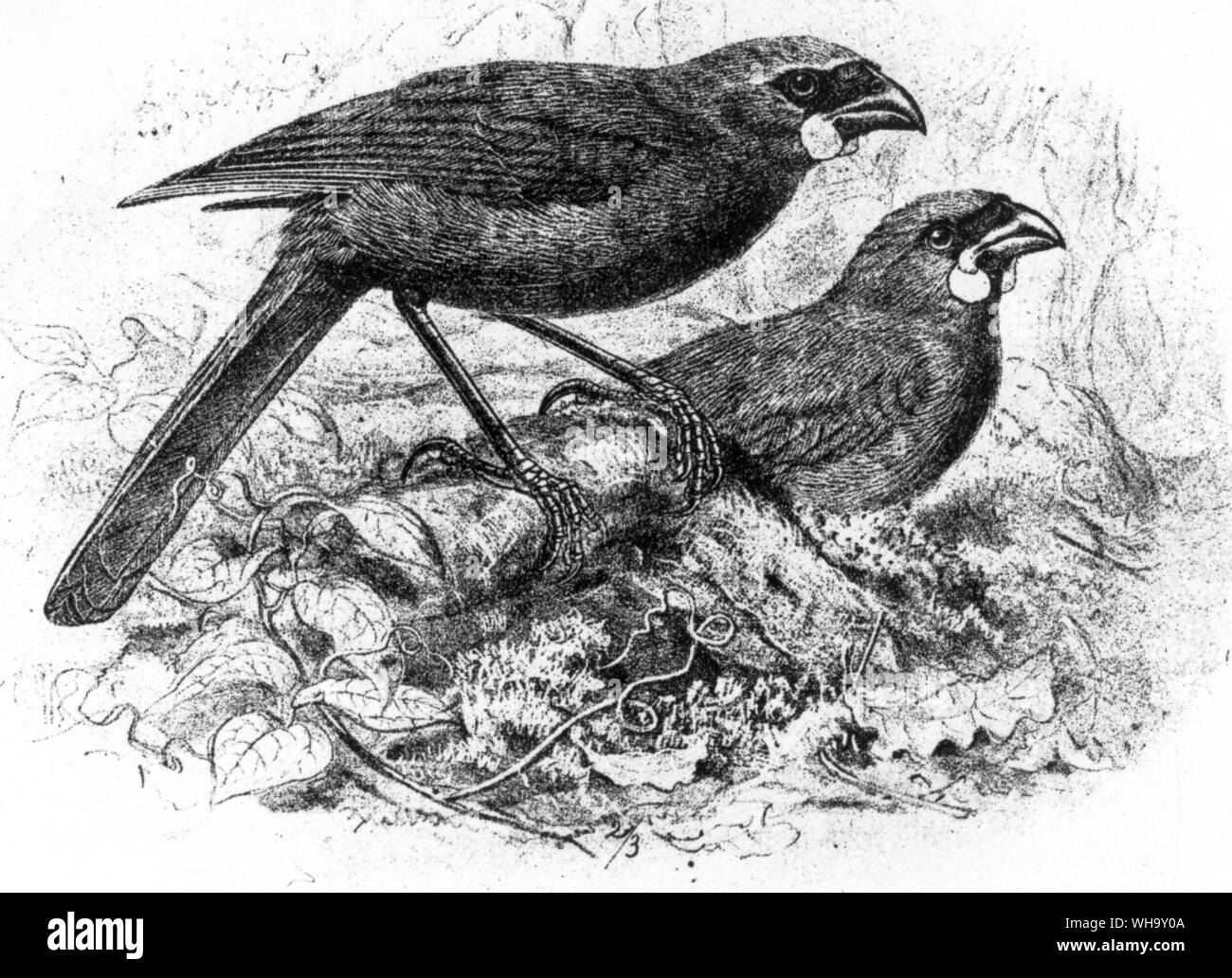 Kokakos (Callaeas cinerea), close relatives of Saddlebacks, may now survive only on New Zealand's North Island in small and probably dwindling numbers. Engraving after a drawing by J.G. Keulemans from W.I. Buller's History of the Birds of New Zealand (Wellington, 1882) Stock Photo