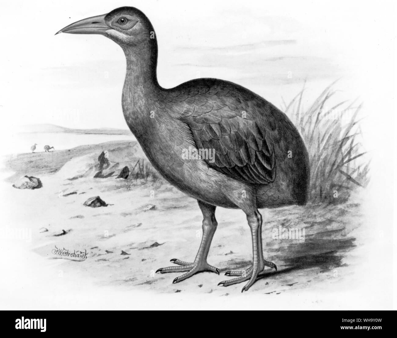 Reconstruction of Leguat's Gelinote. Chromolithograph after a painting by F.W. Frohawk from W. Rothschild's Extinct Birds (London, 1907), Pl.30. Courtesy of The Hon. Miriam Rothschild. Stock Photo