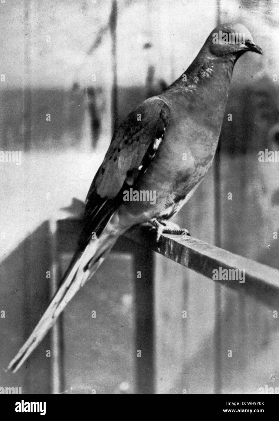 Passenger Pigeon (adult male) - length 40cm (16in) Stock Photo