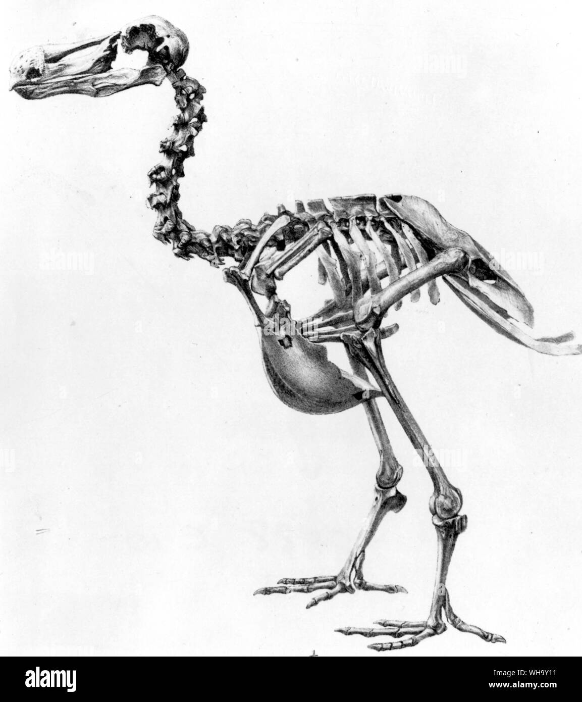 Rear (left) and side (right) views of a Dodo skeleton. Lithographs by James (Erxleben in the Transactions of the Zoological Society of London, Vol. 7. (1871) Stock Photo