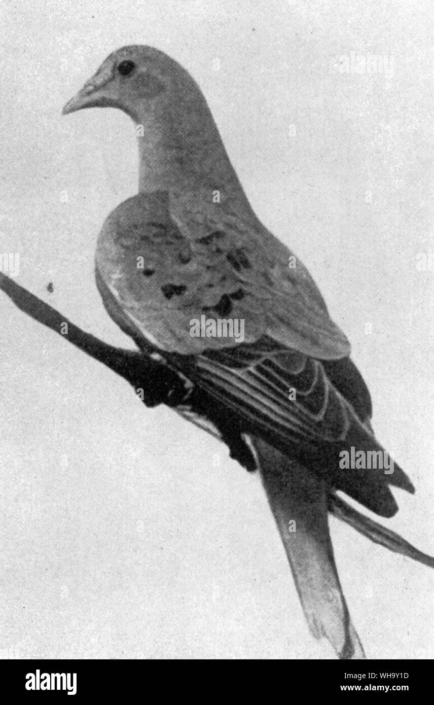 Martha - the last Passenger Pigeon, who died on 1 September 1914 aged about 29 in Cincinnati Zoological Gardens. her stuffed skin can be seen at the Smithsonian Institution, Washingtona Stock Photo