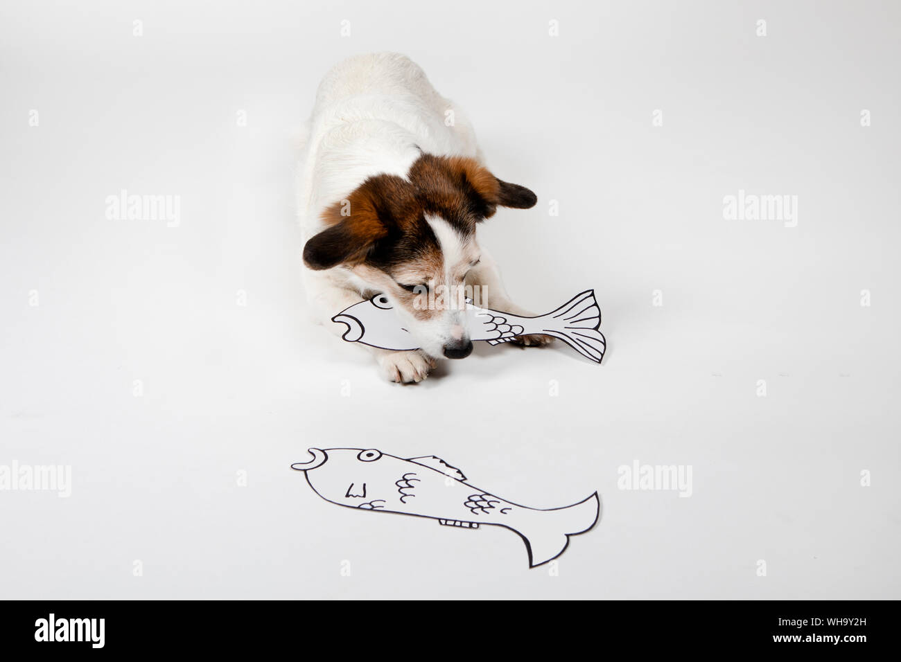Mongrel with drawn fishes on white ground Stock Photo