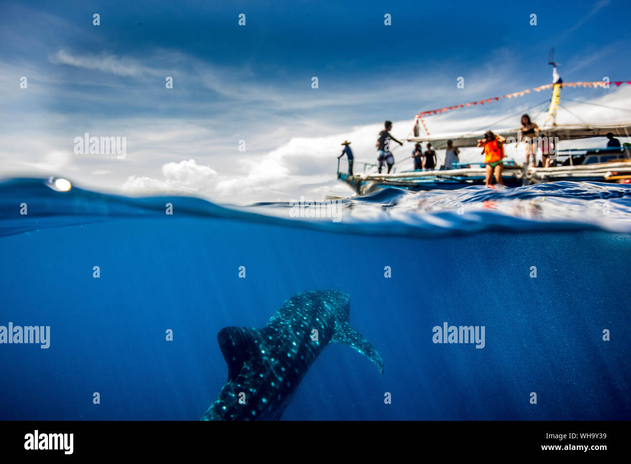 Whale shark (Rhincodon typus) beneath a banca tour boat in Honda Bay, Palawan, The Philippines, Southeast Asia, Asia Stock Photo