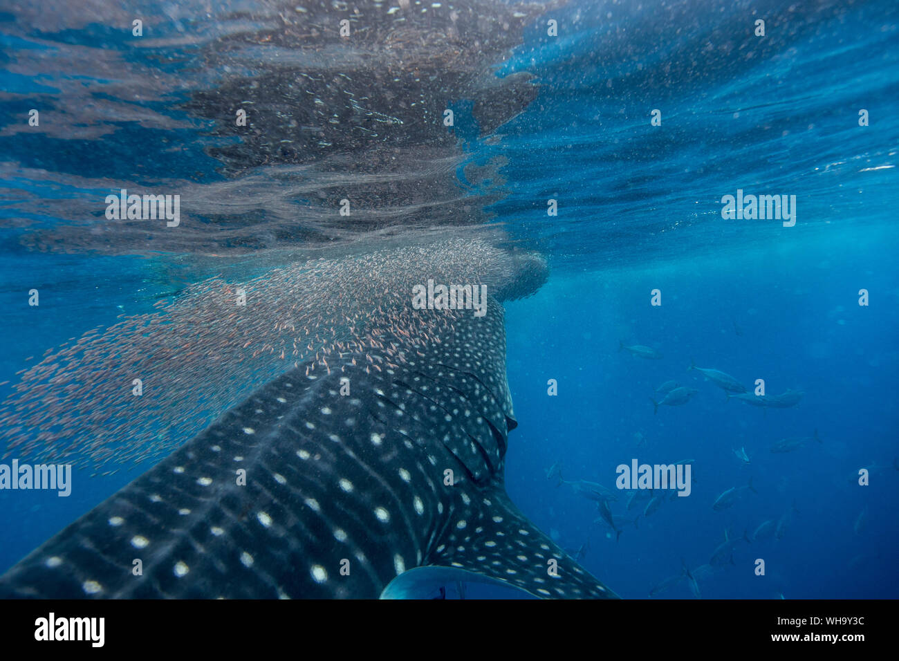 Whale shark (Rhincodon typus) vertical suction feeding on a shoal of red fish, Honda Bay, Palawan, The Philippines, Southeast Asia, Asia Stock Photo