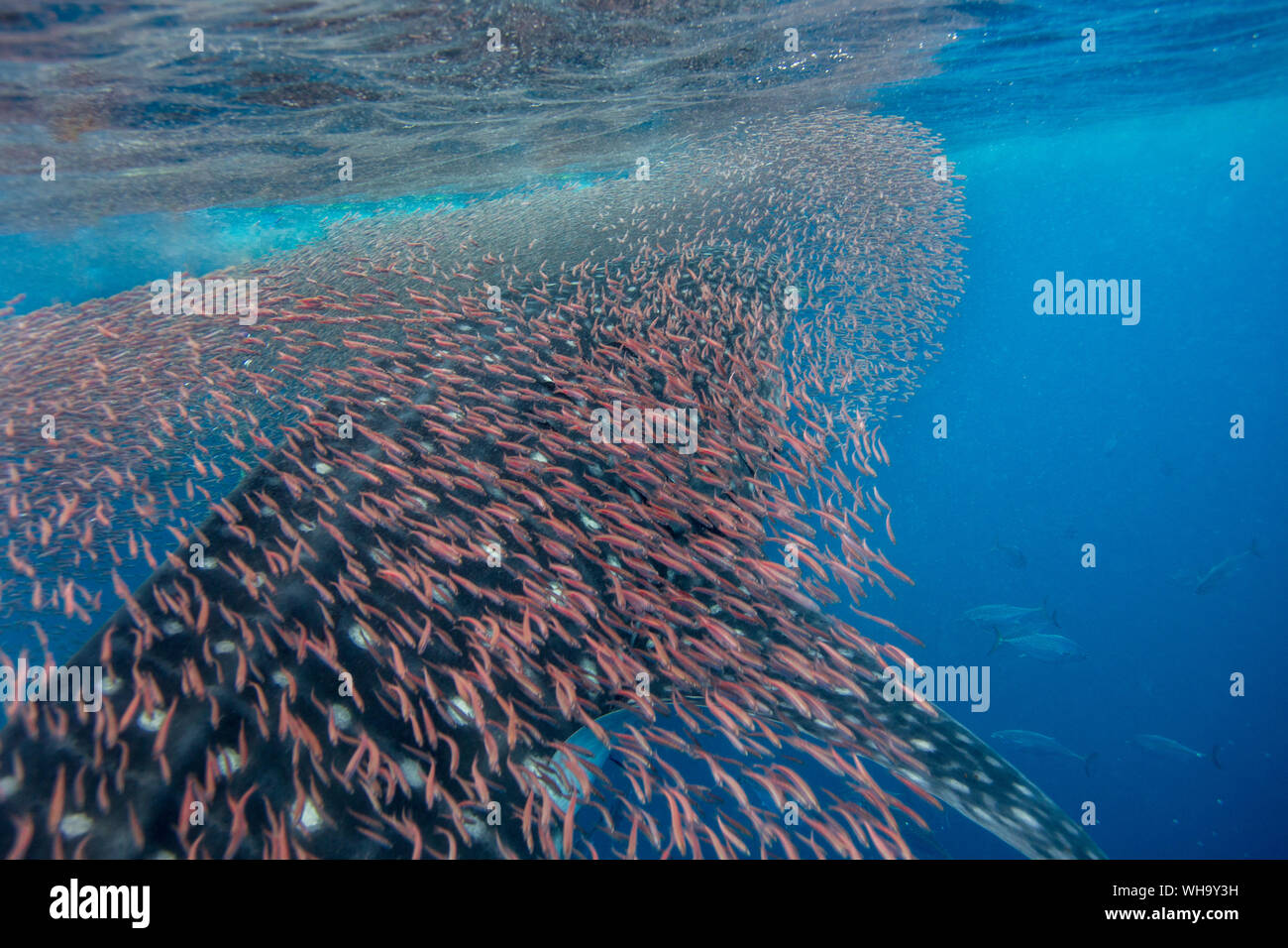 Whale shark (Rhincodon typus) vertical suction feeding on a shoal of red fish, Honda Bay, Palawan, The Philippines, Southeast Asia, Asia Stock Photo
