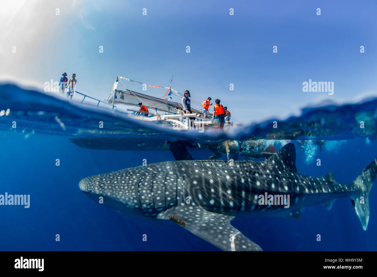 Whale shark (Rhincodon typus) below a banca boat in Honda Bay, Palawan, The Philippines, Southeast Asia, Asia Stock Photo