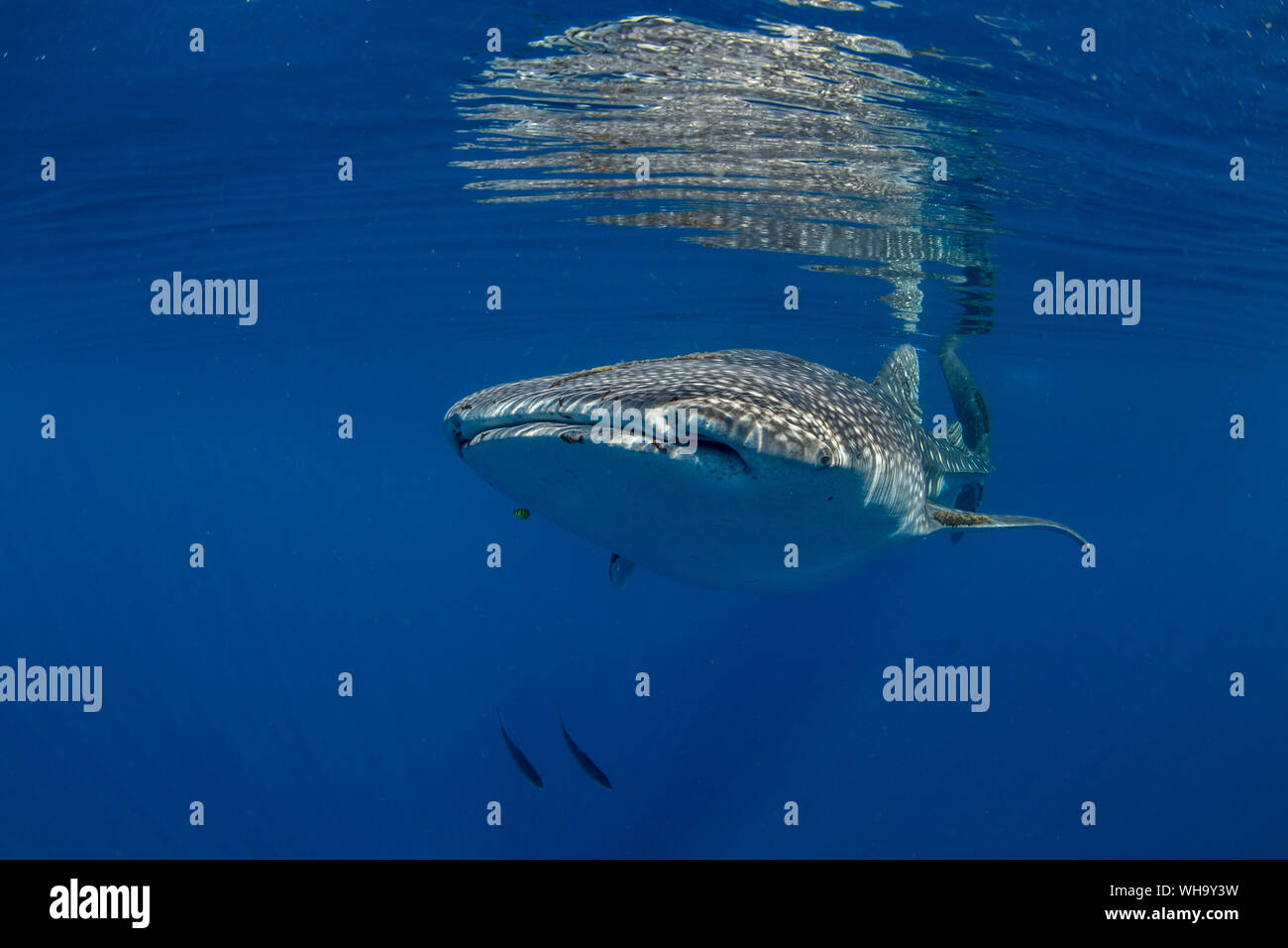 Whale Shark Rhincodon Typus Swimming Beneath The Surface In