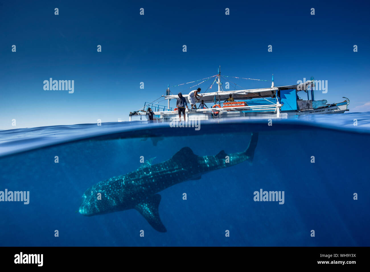 Whale shark (Rhincodon typus) below a banca boat in Honda Bay, Palawan, The Philippines, Southeast Asia, Asia Stock Photo