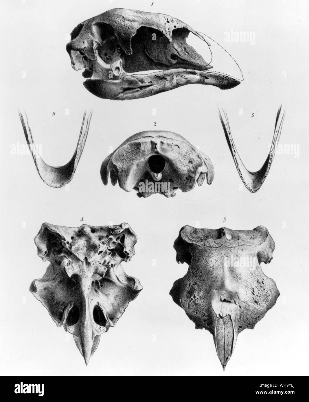 Skull of the Greater Broad-billed Moa. Lithograph by Joseph Smit from the Transactions of the Zoological Society of London. Vol. 7 (1870), Pl.14 - Height of bird 190cm (6ft) Stock Photo