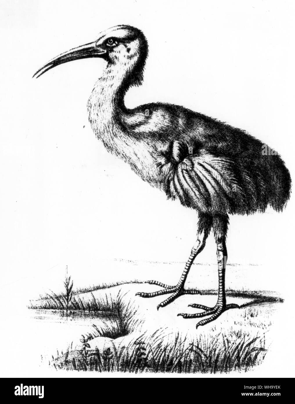 Mauritius Red Hen.  Lithograph after a painting by George Hoefnagel (c.1600) from Ibis, Series 2, Vol. 5 (1869) Stock Photo
