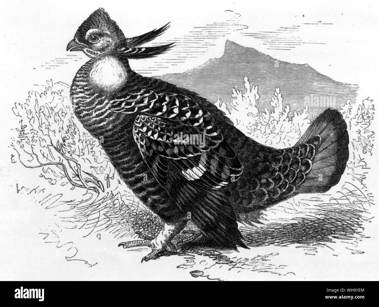 Prarie Chicken (Tympanuchus cupido).  Engraving from Cassell's Book of Birds (London, 1889). Stock Photo