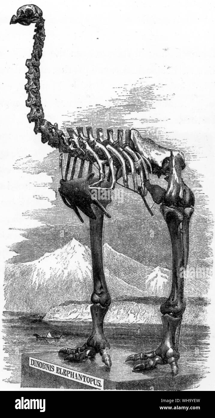 Skeleton of a moa.  Engraving from W.,L. Buller's History of the Birds of New Zealand, Vol. 1 (London, 1887-8). Stock Photo