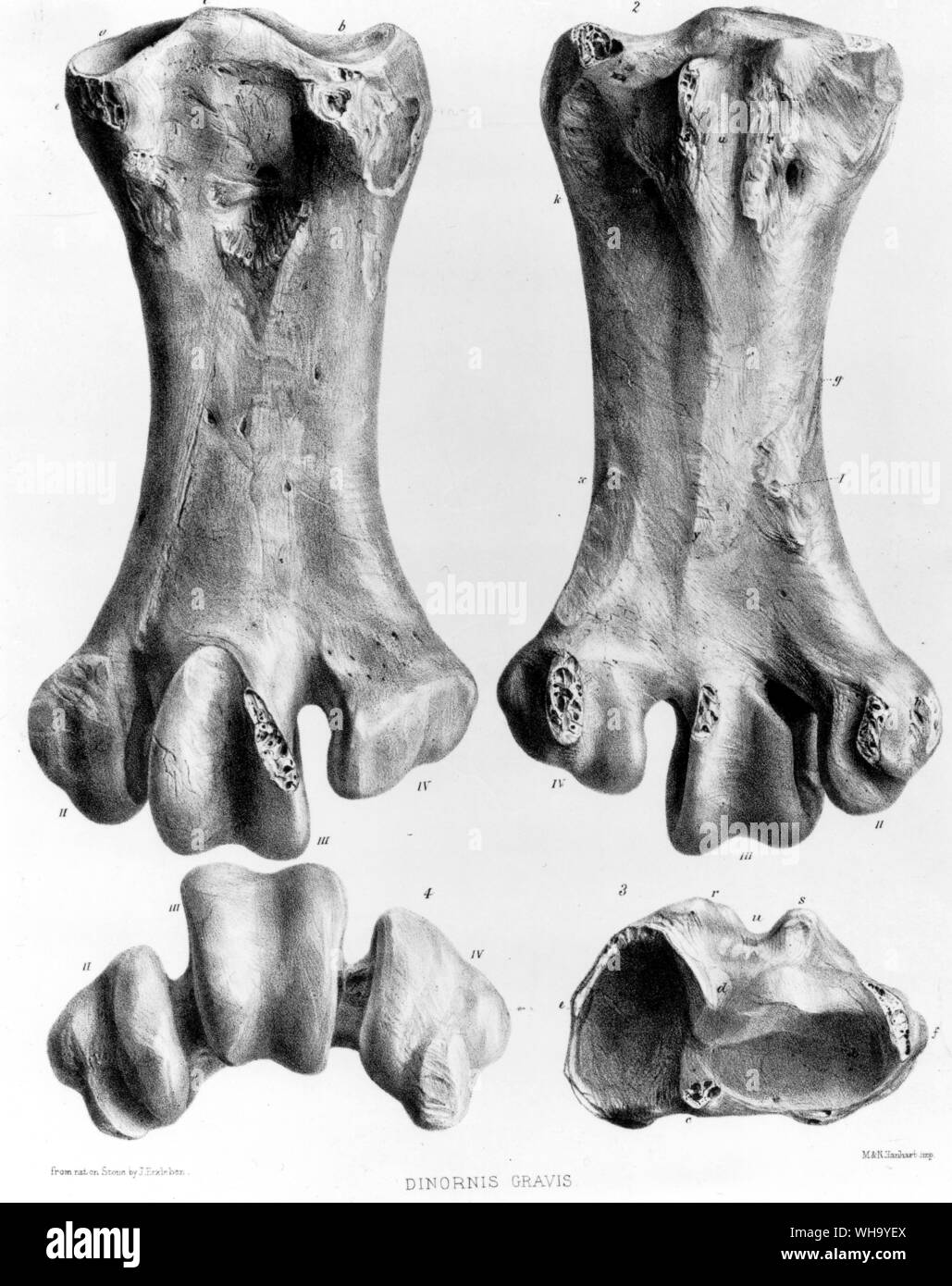 Foot bones (metatarsi) of the Greater Broad-billed Moa. Lithograph by James Erxleben from the Transactions of the Zoological Society of London, Vol. 8 (1873) Stock Photo