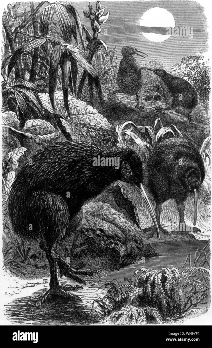 Kiwis.  Engraving from Cassell's Natural History (London, 1889) Stock Photo