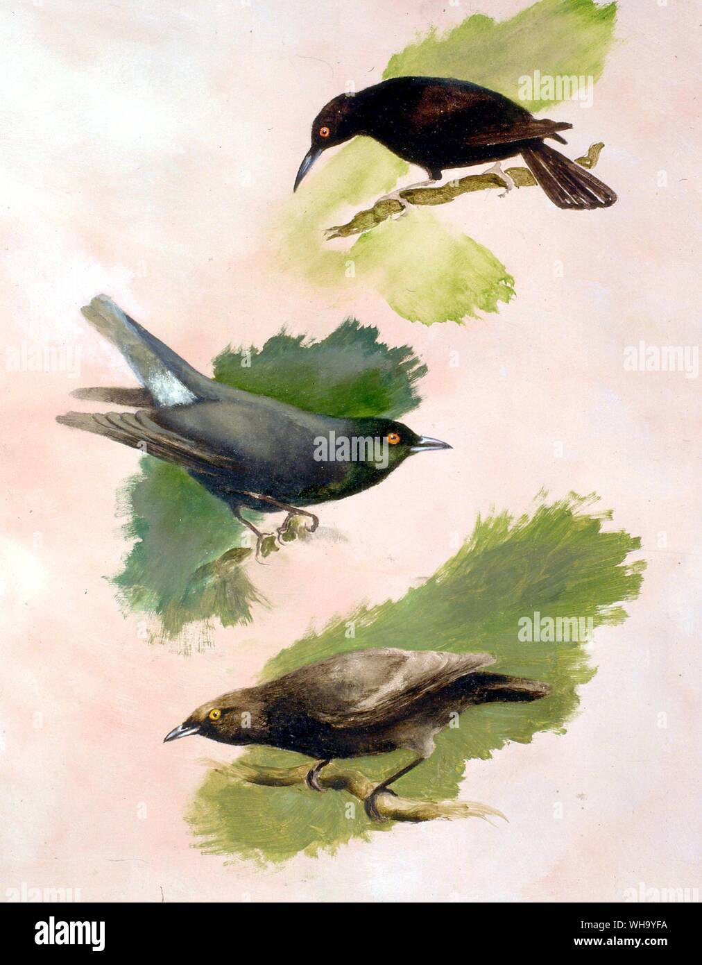 Three extinct starlings: Kusaie Island Starling (top), Norfolk and Lord Howe Starling (middle), Mysterious Starling (bottom). Oil painting by Mike Latter. - Length ofbirds Stock Photo