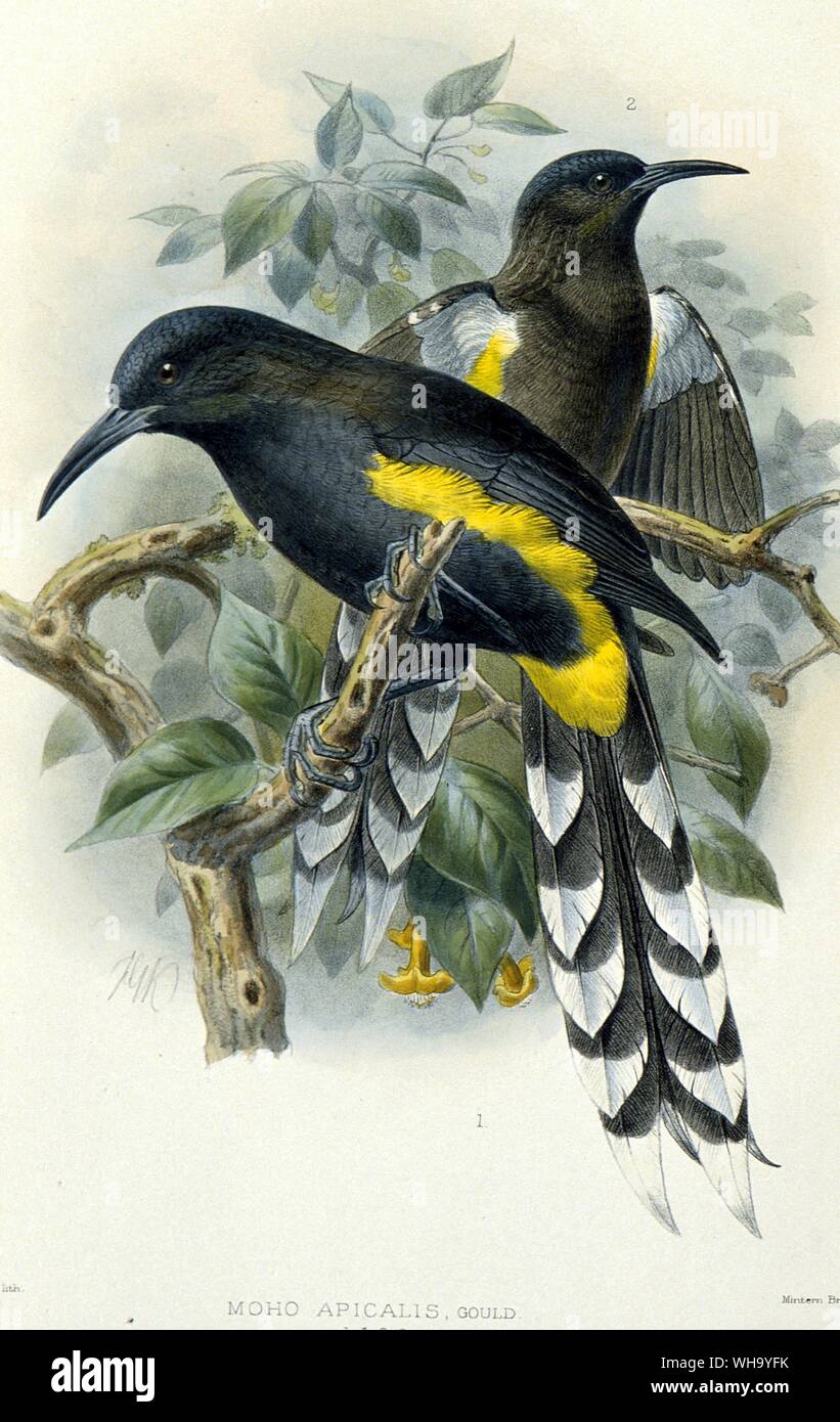 Oahu O'os - Hand-coloured lithograph by J.G. Keulemans from W. Rothschild's Avifauna of Laysan and the Neighbouring Islands (London, 1893-1900), Pl.73. Courtesy of The Hon. Miriam Rothschild - Length of bird 30cm (12in) Stock Photo