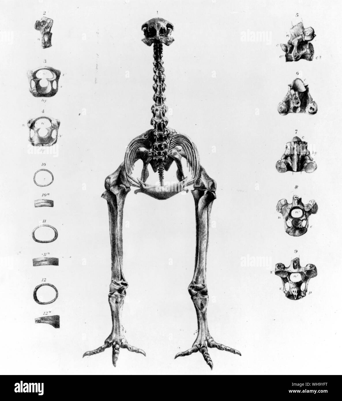 Skeleton of a moa.  Lithograph by James Erxleben from the Transactions of the Zoological Society of London, Vol. 11 (1883) Stock Photo