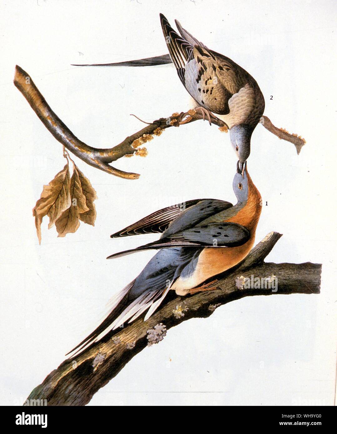Passenger Pigeons female (above), male (below). Aquatint by J.J. Audubon and R. Havell the younger from Audubon's Birds of America (London, 1827-38), Pl.285. Stock Photo
