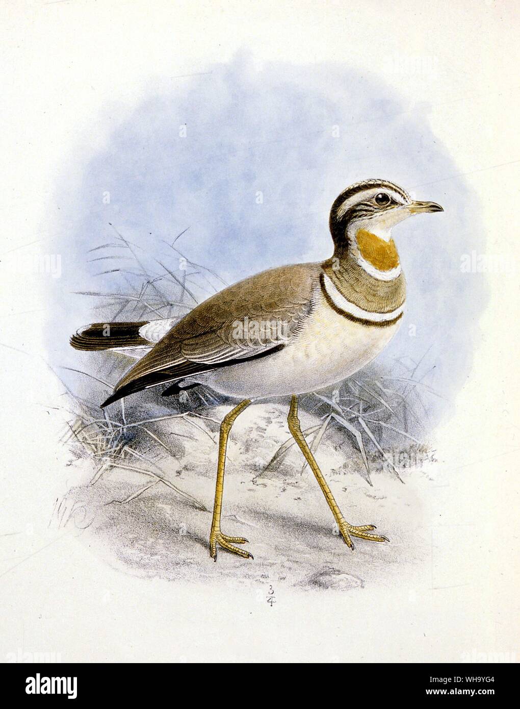 Jerdon's Courser. Hand-coloured lithograph by J.G. Keulemans from H. Seebohm's Geographical Distribution of the Charadridae (London, 1888), Pl.13. - Length of bird 27cm (11in) Stock Photo