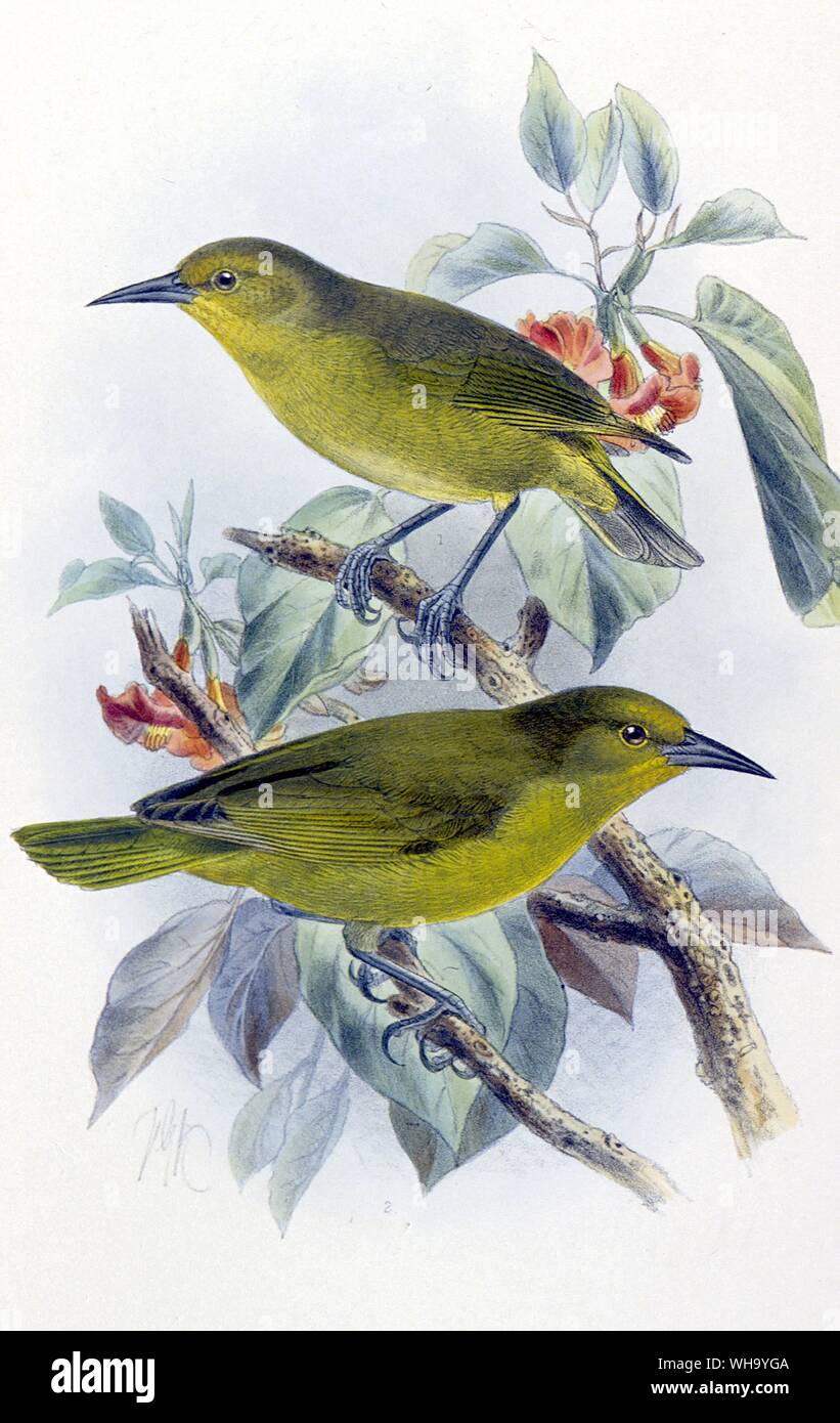 Greater Amakihi.. Hand-coloured lithograph by J.G. Keulemans from W. Rothschild's Avifauna of Laysan and the Neighbouring Islands (London, 1893-1900), Pl.54. Courtesy of The Hon. Miriam Rothschild. Stock Photo