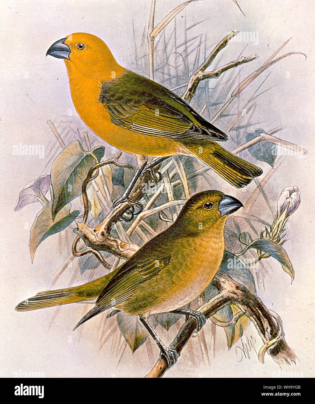 Koa 'Finches' - Hand-coloured lithograph by J. G. Keulmans from W. Rothschild's Avifauna of Laysan and the Neighbouring Islands (London, 1893-1900), Pl.68. Courtesy of The Hon. Miriam Rothschild - Length of bird 32cm (13in) Stock Photo
