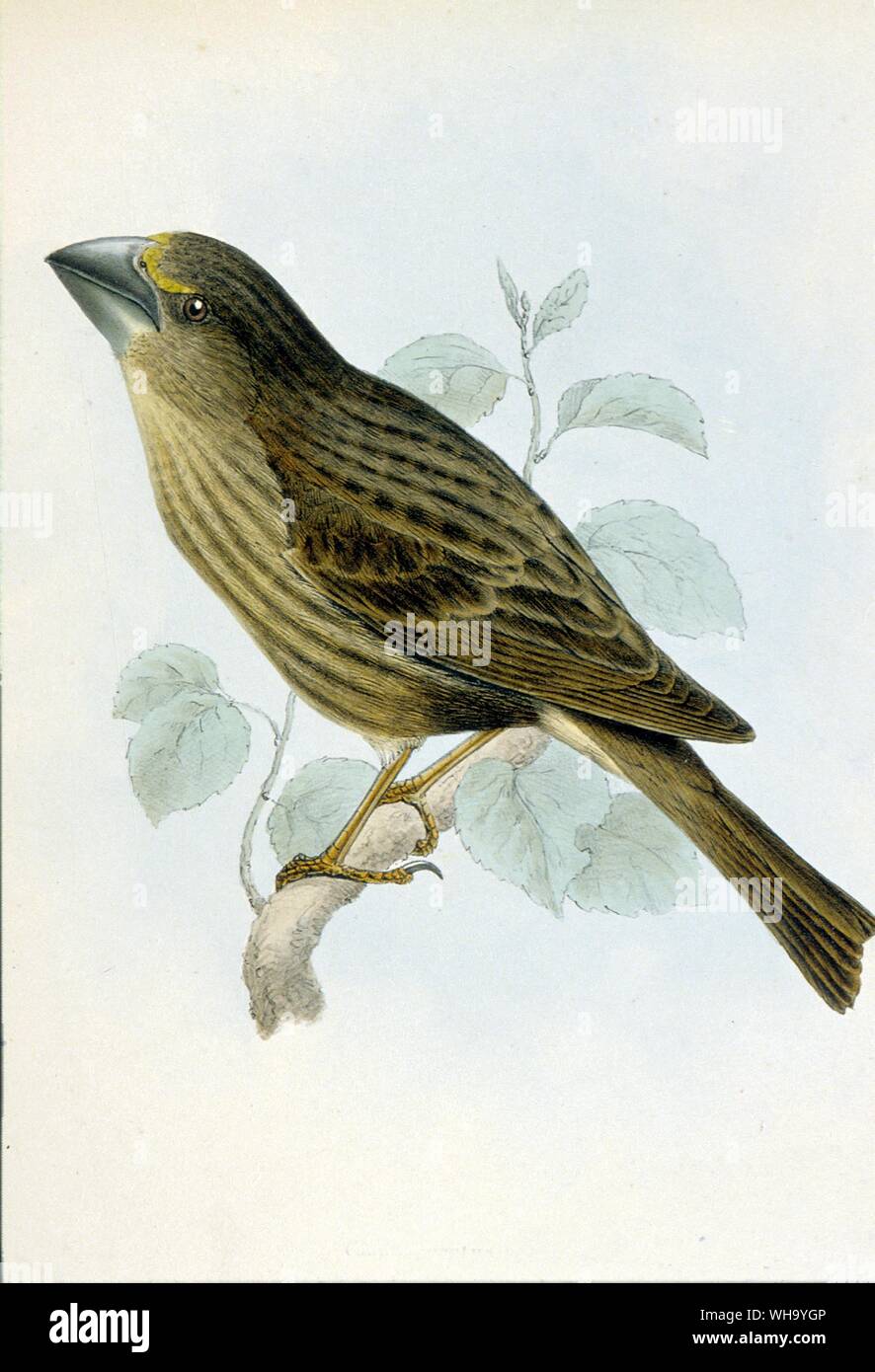 Bonin Islands Grosbeak (female) - Hand-coloured lithographs from C.L. Bonaparte and H. Schlegel's Monographie des Loxiens (Paris, 1850), Pl.37 and 38. - Length of bird 20cm (8in) Stock Photo