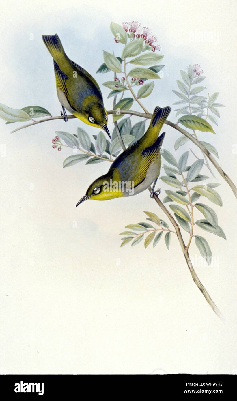 Lord Howe Island Whiteeye. Handcoloured lithograph by J. Gould and H
