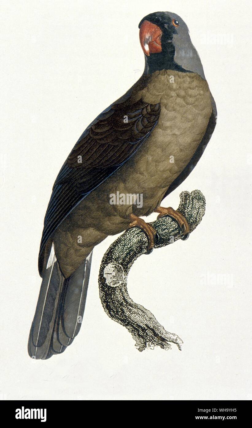 Mascarene Parrot.  Coloured engraving by Jacques Barraband from F. Levaillant's Histoire - Length of bird 35cm (14in) Stock Photo