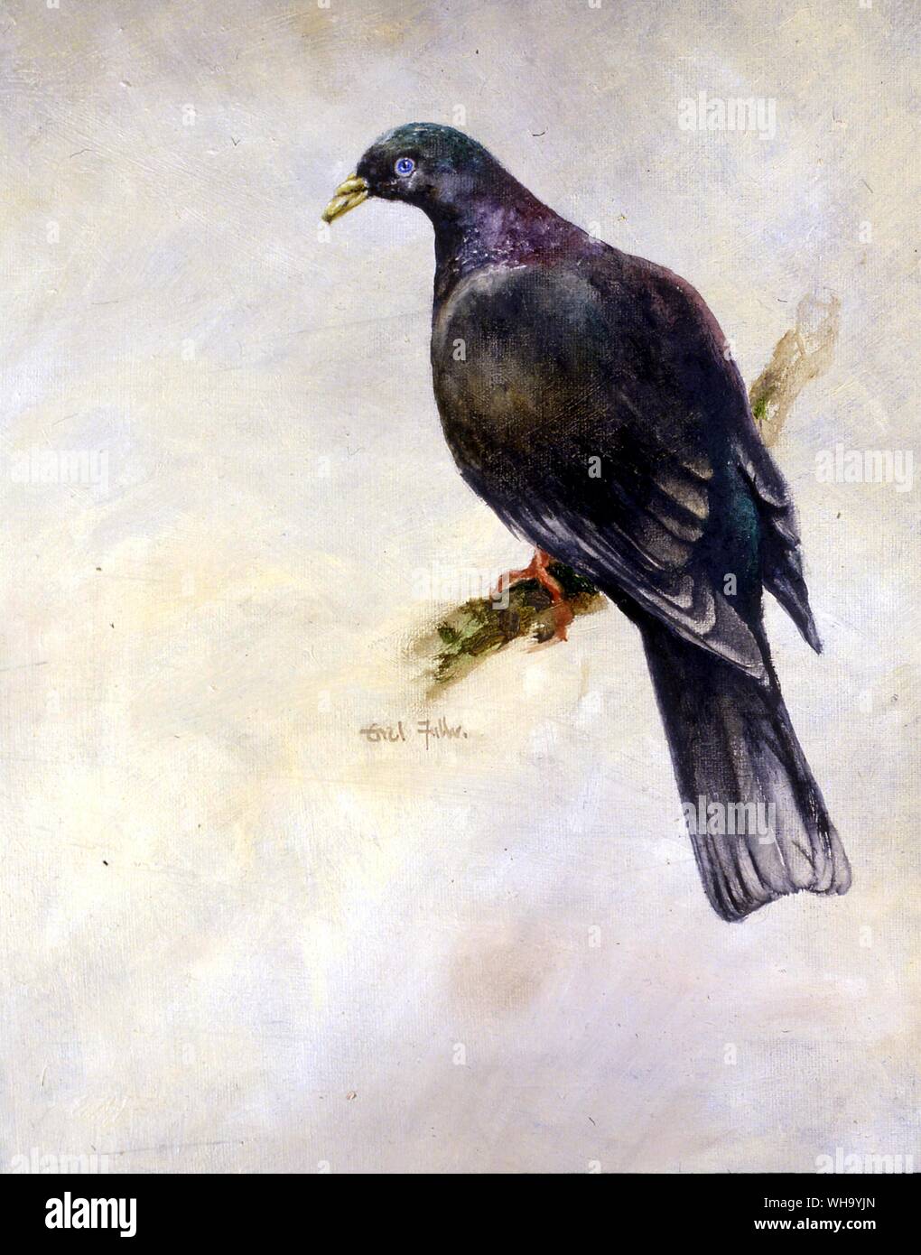 Bonin Wood Pigeon.  Oil painting by Errol Fuller - Length of bird 46cm (18in) Stock Photo