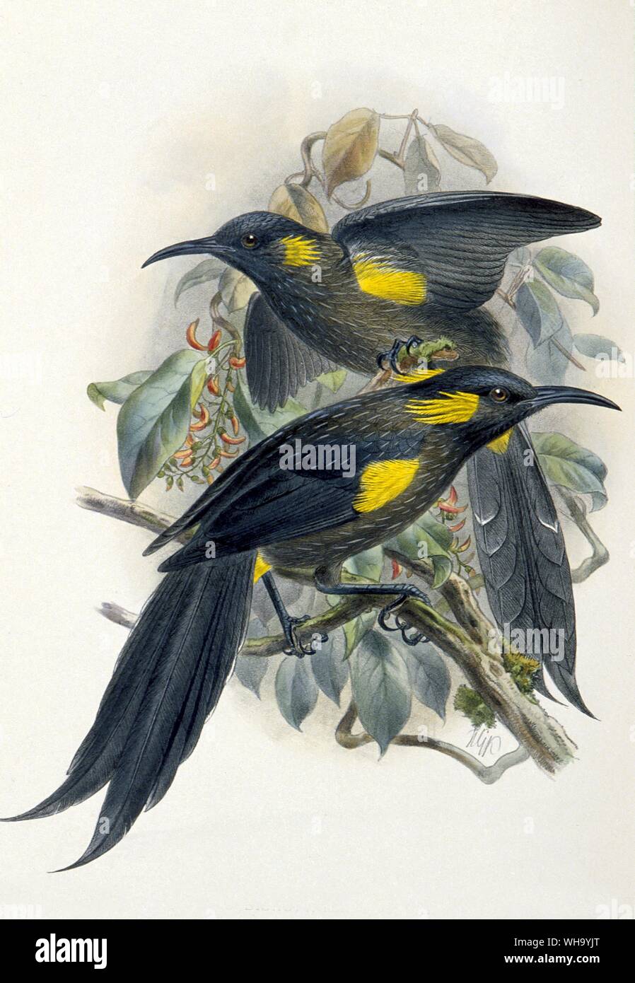 Molokai O'os. Hand-coloured lithograph by J.H. Keulemans from W. Rothschild's Avifauna of Laysan and the Neighbouring Islands (London, 1893-1900), Pl.74. Courtesy of The Hon. Miriam Rothschild Stock Photo